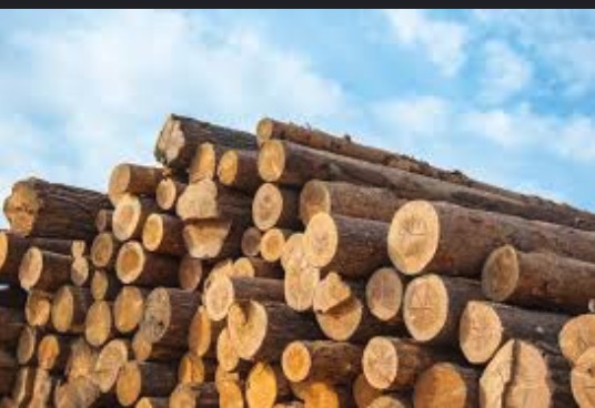 Stacked timber logs for wholesale building material supply